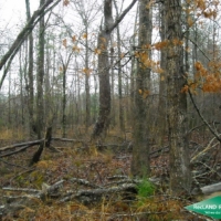 80 ac - Young Pine Plantation near Vivian images 6