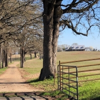 Turnkey Cattle &nbsp; Horse Ranch For Sale in Marion County  TX images 4