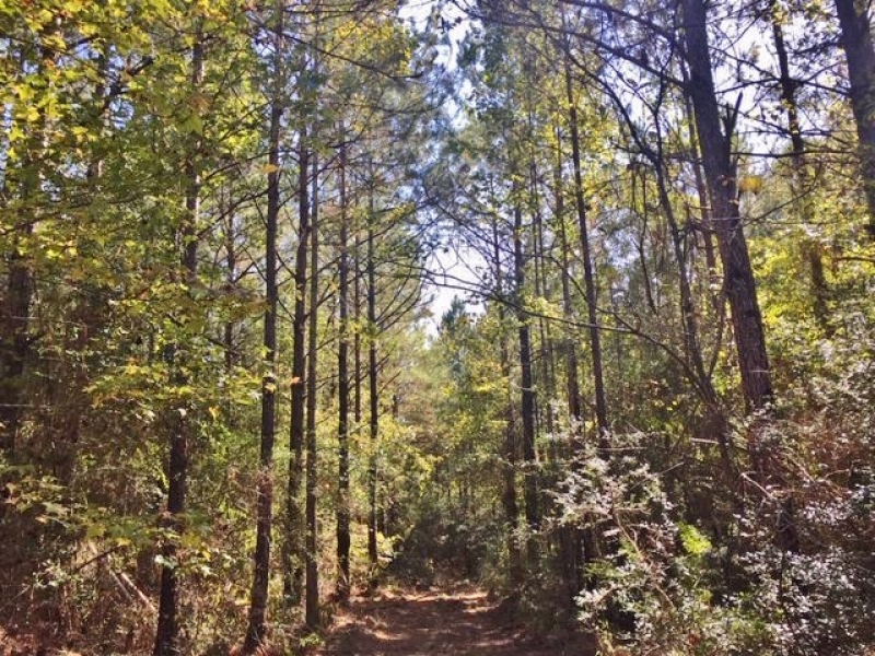 79 Acres-Candy Lane featured image