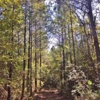 79 Acres-Candy Lane