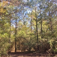 79 Acres-Candy Lane images 2