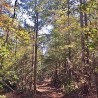 79 Acres-Candy Lane images 3