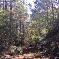 79 Acres-Candy Lane images 4