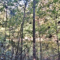 79 Acres-Candy Lane images 5