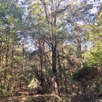 79 Acres-Candy Lane images 6