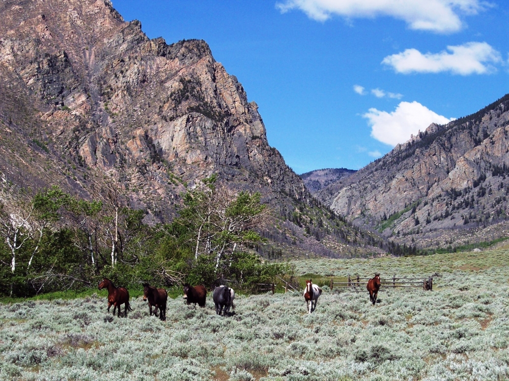 Hunting and Fishing Property  Surrounded by National Forest featured image