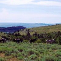 Hunting and Fishing Property  Surrounded by National Forest images 4