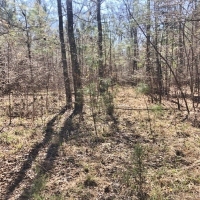 Mobile Home  24 Acres Land for Sale Lincoln County MS images 4