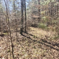 Mobile Home  24 Acres Land for Sale Lincoln County MS images 6