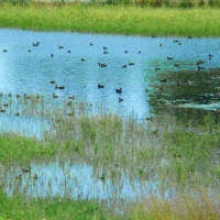 Private Wetlands  amp  Hunting Ranch images 5