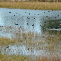Private Wetlands  amp  Hunting Ranch images 6
