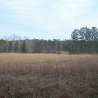 Hunting &nbsp; Recreational Ranch For Sale in Richland County  SC images 4