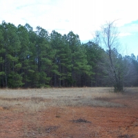 Hunting &nbsp; Recreational Ranch For Sale in Richland County  SC images 5