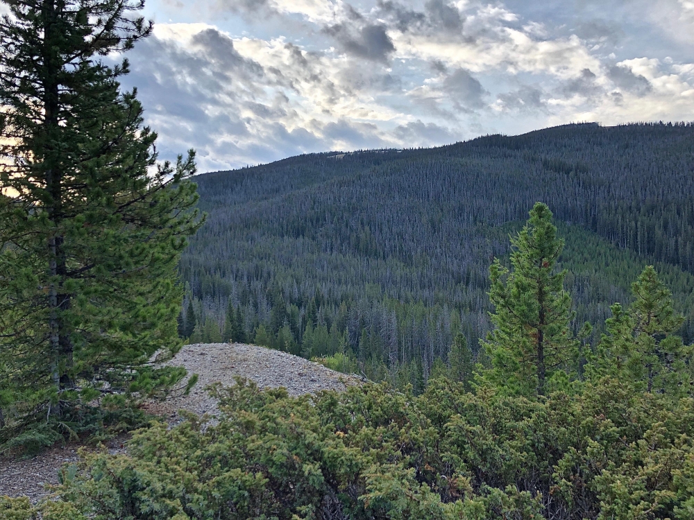 Elk Haven Meadows featured image