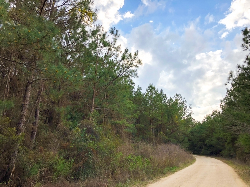 140 Ac &nbsp; Tom Marsh Rd Segno featured image