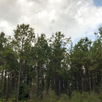 140 Ac &nbsp; Tom Marsh Rd Segno images 3