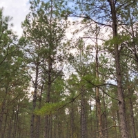 140 Ac &nbsp; Tom Marsh Rd Segno images 5