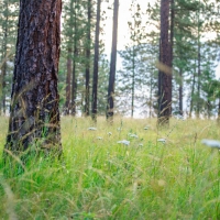 Clark Fork Legacy Ranch images 3