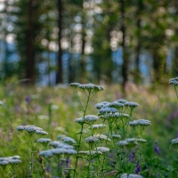 Clark Fork Legacy Ranch images 4