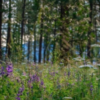 Clark Fork Legacy Ranch images 5