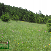 Lush Meadow Surrounded by Forest - Salt Lake  20.6 Acres for  79 900 images 5