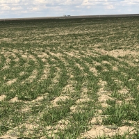 Grant County Cropland images 4