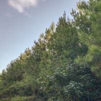11 Acres &nbsp; Tevis T2 images 2