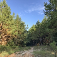 11 Acres &nbsp; Tevis T2 images 4