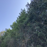 11 Acres &nbsp; Tevis T1 images 2