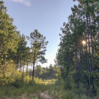 11 Acres &nbsp; Tevis T1 images 3