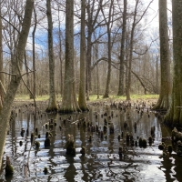 336.52 Acres in Holmes County in Tchula  MS images 6