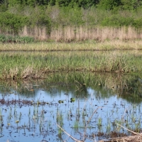 364 ac - Deer &nbsp; Duck Hunting with Large Camp along Tensas River - PRICE REDUCED images 2