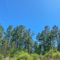 3 866 Acres &nbsp; Fork of The Creek Ranch images 3