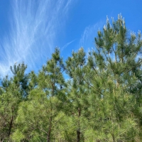 3 866 Acres &nbsp; Fork of The Creek Ranch images 4