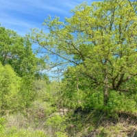 3 866 Acres &nbsp; Fork of The Creek Ranch images 5