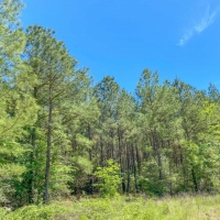 3 866 Acres &nbsp; Fork of The Creek Ranch images 6
