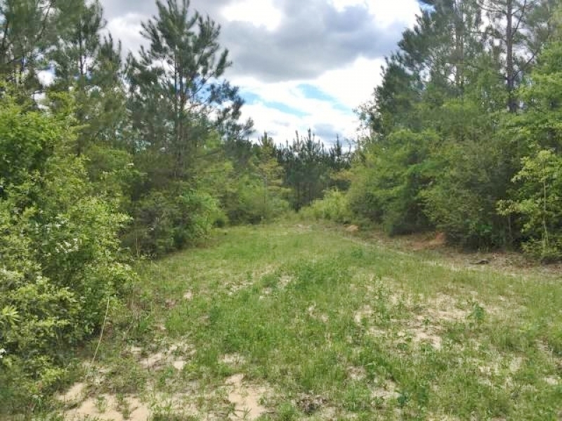 30.75 Acres Hwy 43 Hunting Land  Home Site Poplarville MS featured image