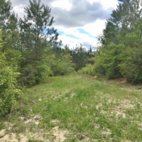 30.75 Acres Hwy 43 Hunting Land  Home Site Poplarville MS