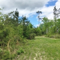 30.75 Acres Hwy 43 Hunting Land  Home Site Poplarville MS images 2