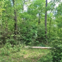 30.75 Acres Hwy 43 Hunting Land  Home Site Poplarville MS images 3