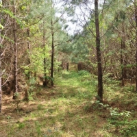 30.75 Acres Hwy 43 Hunting Land  Home Site Poplarville MS images 4