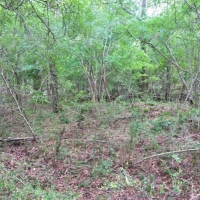 30.75 Acres Hwy 43 Hunting Land  Home Site Poplarville MS images 5