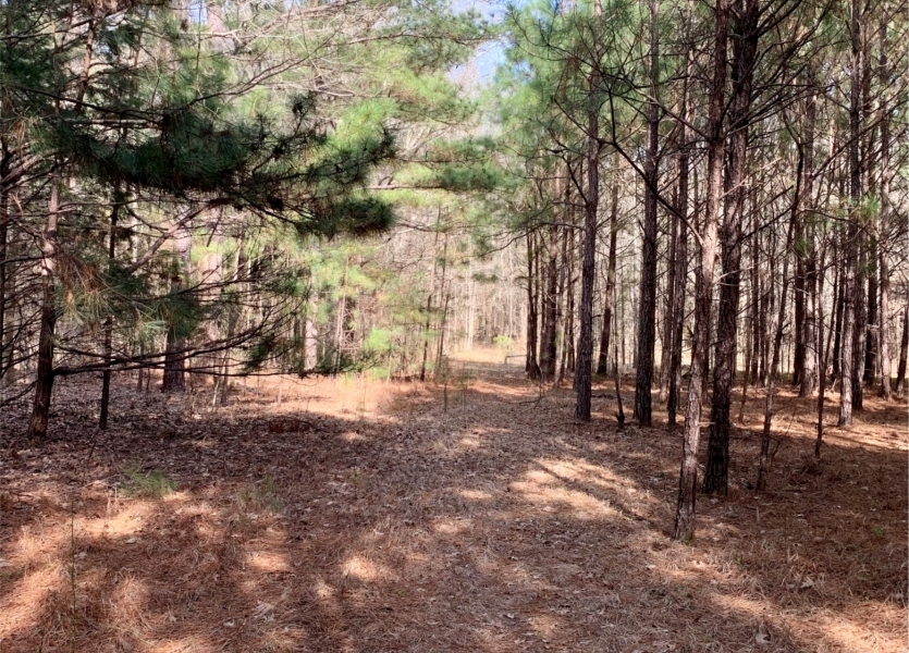 23.5 Acres in Choctaw County in Ackerman  MS featured image