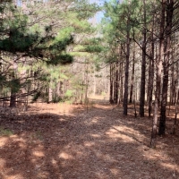 23.5 Acres in Choctaw County in Ackerman  MS