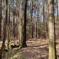 23.5 Acres in Choctaw County in Ackerman  MS images 2