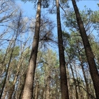 23.5 Acres in Choctaw County in Ackerman  MS images 3