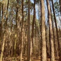 23.5 Acres in Choctaw County in Ackerman  MS images 4