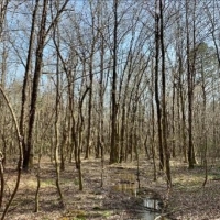 23.5 Acres in Choctaw County in Ackerman  MS images 5