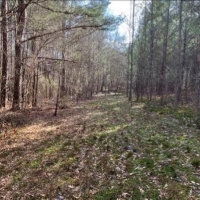 23.5 Acres in Choctaw County in Ackerman  MS images 6