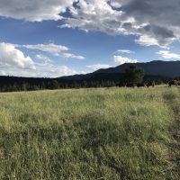 Strawberry Ridge Ranch images 4